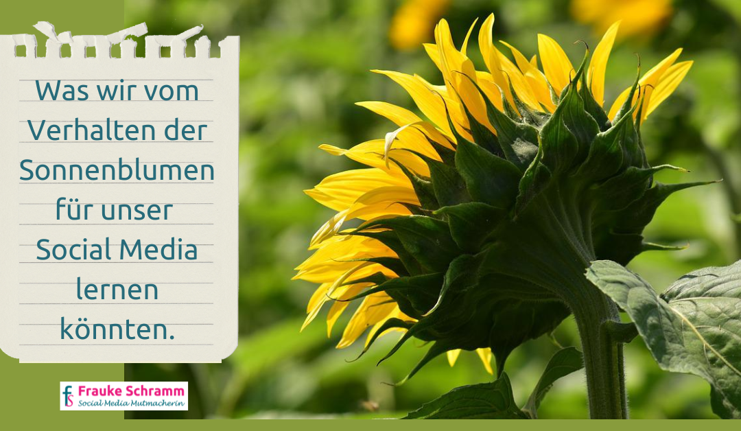 Frauke Schramm Social Media Mutmacherin Blog Sonnenblume
