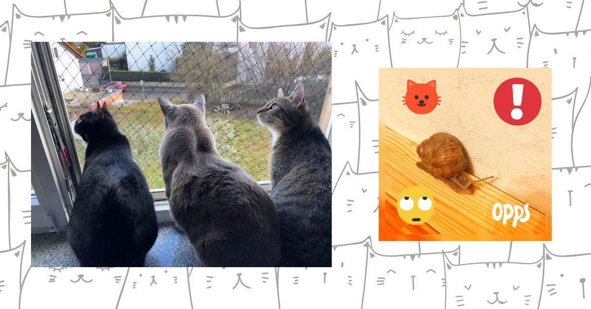 Ein Bild, das Text, Katze, Säugetier, grau enthält. Automatisch generierte Beschreibung